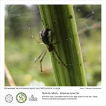 Фотовыставка  «Восьминогие охотники  окрестностей Золотого озера»