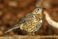 Деряба на зимовке в Алтайском заповеднике