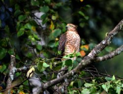 ОРНИТОЛОГИЧЕСКИЕ НОВОСТИ С УЧЕТНОГО МАРШРУТА НА ЯЙЛИНСКОЙ ТЕРРАСЕ И НЕ ТОЛЬКО. Август 2020