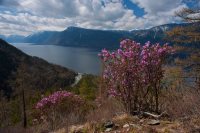 В Алтайском заповеднике начал цвести рододендрон Ледебура