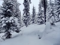 Зимние учеты животных 2020: много белки и маралы в снегу. 
