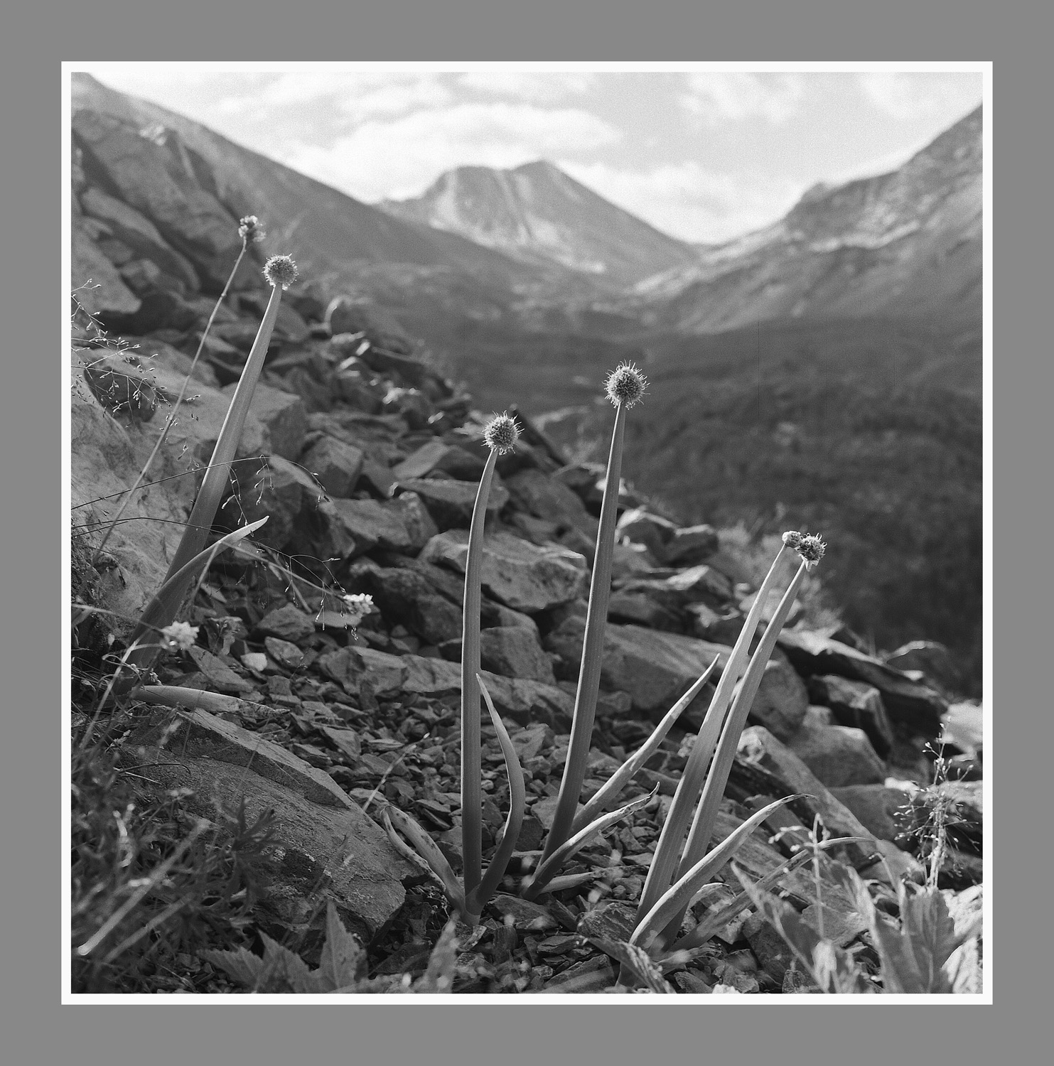 Лучок поспел