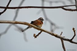 ОРНИТОЛОГИЧЕСКИЕ НОВОСТИ С УЧЕТНОГО МАРШРУТА НА ЯЙЛИНСКОЙ ТЕРРАСЕ И НЕ ТОЛЬКО. Март 2020