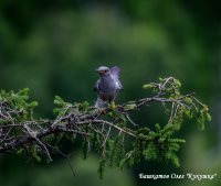 Открытие фотовыставки «Живая природа Алтая» совсем скоро