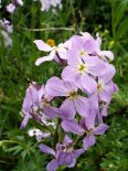 Hesperis sibirica (вечерница сибирская),