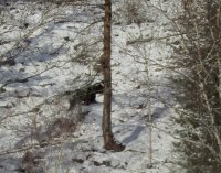 Некоторые медведи в Алтайском заповеднике все ещё не ушли в берлоги