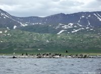 Численность самой высокогорной колонии большого баклана в России увеличилась в 10 раз