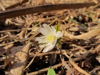В Алтайском заповеднике появились первые цветы ветреницы и медуницы
