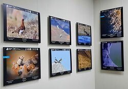 "Живая природа Алтая". Объявлен XII старт фотоконкурса 