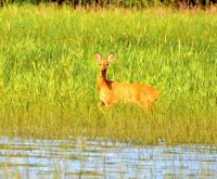 Традиции заповедного Алтая. Месяцеслов. Август