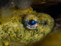 Как меняется мир Телецкого озера с уходом льда