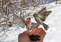 Чечетки на ладони