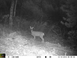 "Кто ходит рядом с заповедным кордоном Байгазан. Новости фотоловушек"