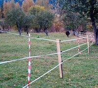 Заповедные медведи этой осенью не успели «пошалить» на кордонах