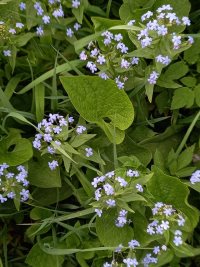 Фенологические заметки. Итоги зелёной весны