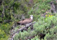 ОРНИТОЛОГИЧЕСКИЕ НОВОСТИ С УЧЕТНОГО МАРШРУТА НА ЯЙЛИНСКОЙ ТЕРРАСЕ И НЕ ТОЛЬКО. Июль 2023