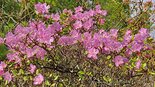 Рододендрон Ледебура. Rhododendron ledebourii 