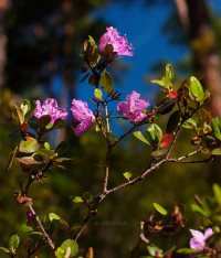 Необычное цветение маральника в разгар лета
