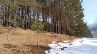 Фенологические заметки. Весна – на старте!