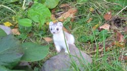 Неожиданная встреча или «голод не тётка»