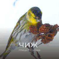 1 апреля - Международный день птиц