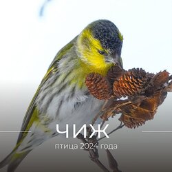 1 апреля - Международный день птиц