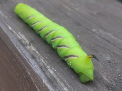 «Северные колибри»