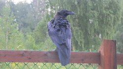 Кордон Байгазан. Пернатый гость на кордоне Байгазан