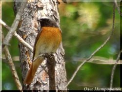 ОРНИТОЛОГИЧЕСКИЕ НОВОСТИ С УЧЕТНОГО МАРШРУТА НА ЯЙЛИНСКОЙ ТЕРРАСЕ И НЕ ТОЛЬКО. Выпуск №8