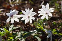 Сегодня в Яйлю состоится традиционный праздник коренных народов Республики Алтай - Jылгаяк