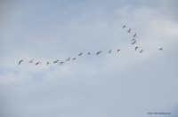 ОРНИТОЛОГИЧЕСКИЕ НОВОСТИ С УЧЕТНОГО МАРШРУТА НА ЯЙЛИНСКОЙ ТЕРРАСЕ И НЕ ТОЛЬКО. Сентябрь 2023