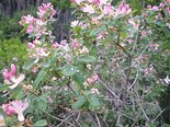 Жимолость татарская. Lonicera tatarica. Фото М. Сахневич.