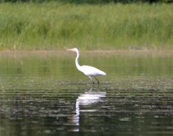 ОРНИТОЛОГИЧЕСКИЕ НОВОСТИ С УЧЕТНОГО МАРШРУТА НА ЯЙЛИНСКОЙ ТЕРРАСЕ И НЕ ТОЛЬКО. Август 2021
