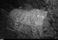 Экологи впервые нашли следы ирбиса в Южном Алтае