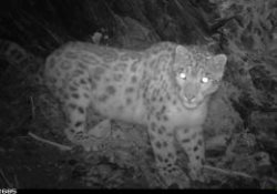 Экологи впервые нашли следы ирбиса в Южном Алтае