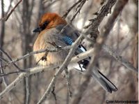 Заметки орнитолога. Выпуск 9. 2017.
