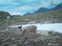 Северные олени снова попали в фотоловушку в Алтайском заповеднике. Завершились очередные полевые работы по изучению этого вида