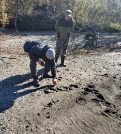 К дню Российской науки. Итоги научной деятельности Алтайского заповедника