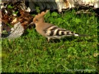 Заметки орнитолога. Орнитологические новости с учетного маршрута на Яйлинской террасе. 