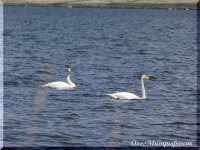 ЗАМЕТКИ ОРНИТОЛОГА. Новости с учётного маршрута на Яйлинской террасе.