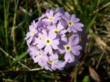 Primula nutans