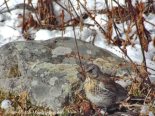 Рябинник.Turdus pilaris