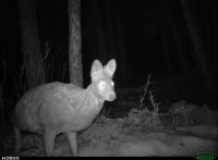 В результате совместных действий Алтайского заповедника и МВД Республики Алтай пресечена незаконная охота на кабаргу