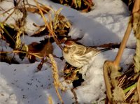 ОРНИТОЛОГИЧЕСКИЕ НОВОСТИ С УЧЕТНОГО МАРШРУТА НА ЯЙЛИНСКОЙ ТЕРРАСЕ И НЕ ТОЛЬКО. Выпуск 10. 2017.