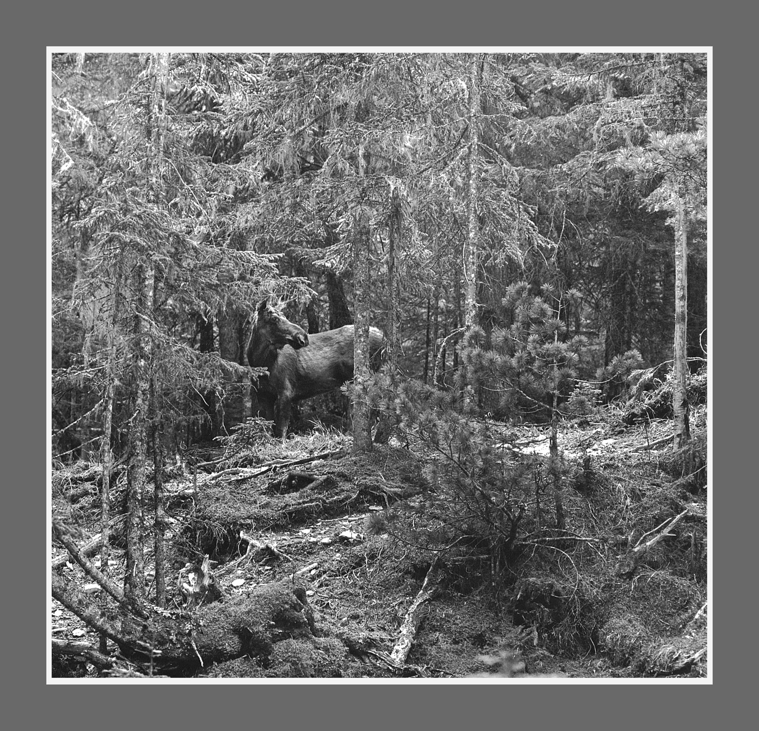 Зверюга (лось в трущёбе)