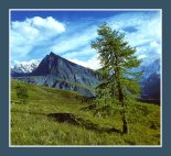 Гордая лиственница