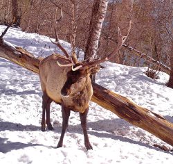 Копытные спустились в низкогорье Алтайского заповедника