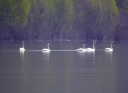 ОРНИТОЛОГИЧЕСКИЕ НОВОСТИ С УЧЕТНОГО МАРШРУТА НА ЯЙЛИНСКОЙ ТЕРРАСЕ И НЕ ТОЛЬКО. Май 2021