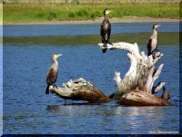 ОРНИТОЛОГИЧЕСКИЕ НОВОСТИ С УЧЕТНОГО МАРШРУТА НА ЯЙЛИНСКОЙ ТЕРРАСЕ И НЕ ТОЛЬКО Выпуск №13