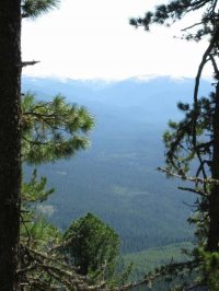 Экологи из испанского Центра технологии леса ознакомятся с технологией восстановления лесов после пожаров в Алтайском природном биосферном заповеднике